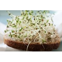 Kitchen Garden Alfalfa Sprouting Seeds